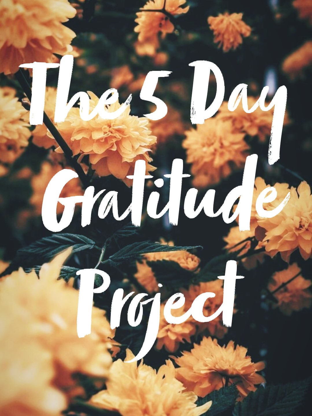The 5 Day Gratitude Project – November 18-22, 2018